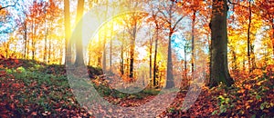 Panoramic autumn forest landscape