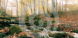 Panoramic autumn forest landscape, scenic nature scenery, Carpathian mountains. Ukraine, Europe