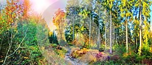 Panoramic autumn landscape with forest path