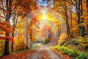 Panoramic autumn landscape with forest path