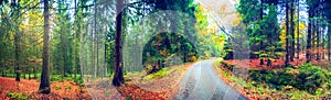 Panoramic autumn landscape with forest road. Fall nature background