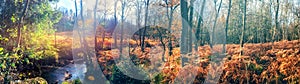 Panoramic autumn landscape with forest stream