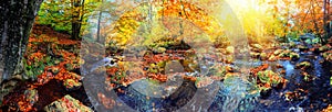 Panoramic autumn landscape with forest stream. Fall nature background