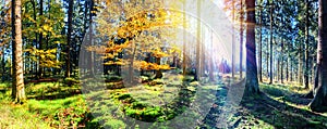 Panoramic autumn landscape in sunny forest. Fall nature background