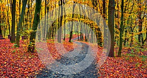 Panoramic autumn view of forest. Old country road among the colorful trees.