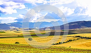 Panoramic background of beautiful yellow-green fields with blue sky and clouds - sunny day in Kahramanmaras, Turkey