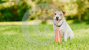 Panoramic background with a dog sitting next to training cone during obedience class in dog school