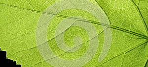 Panoramic background of the natural texture of a green leaf
