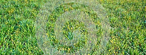 Panoramic banner of a green grass texture background from a meadow with yellow flowers and copy space