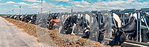 Panoramic banner image of outdoor cowshed on dairy farm with many cows eating hay