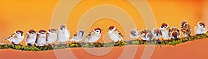 Panoramic banner of a lot of funny little birds sparrows on a br