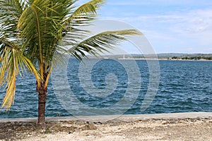 panoramic beach in beautiful muna district with coconut trees