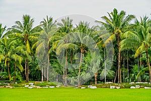 Panoramic beautiful view of a tropical rainforest in a monsoon climate with unique palm trees of different types