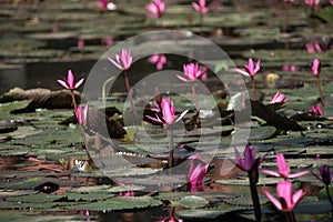 Panoramic of blooming Lotus flower