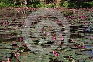 Panoramic of blooming Lotus flower