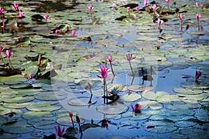 Panoramic of blooming Lotus flower
