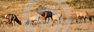 Panoramic of bull elk and his harem