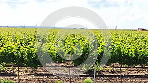 Panoramic camera passage through the vineyard