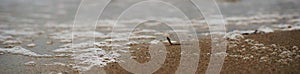 Panoramic close up of bubbles and spume on beach sand