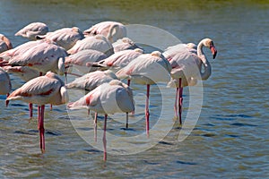 Panoramic close-up of a group of Greater Flamingos Phoenicopterus roseus in the Camargue, Bouches du Rhone, France