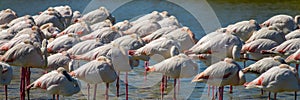 Panoramic close-up of a group of Greater Flamingos Phoenicopterus roseus in the Camargue, Bouches du Rhone South of France