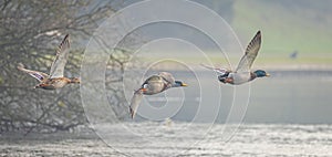 Panoramic close up of three Mallards flying low over water