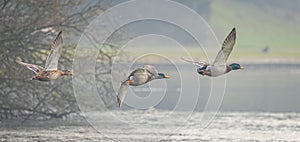 Panoramic close up of three Mallards flying low over water photo