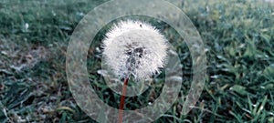 Panoramic closeup of an isolated common dandelion, Taraxacum officinale in a green field