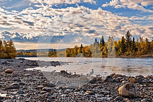 Panoramic Cloudy Sky Over The Autumn Bow River