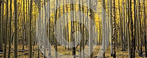 Panoramic Colorado Aspen Forest in Fall