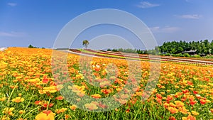 Panoramic Colorful Flower Field in Summer, Hokkaido Japan