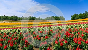 Panoramic Colorful Flower Field in Summer, Hokkaido Japan