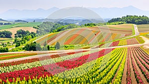 Panoramic Colorful Flower Field in Summer, Hokkaido Japan