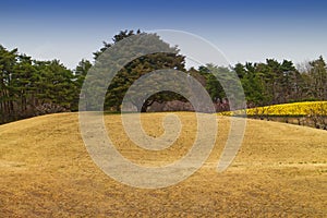 Panoramic composite landscape of hill with varieties trees in sunset light