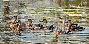 Raft Of Wandering Whistling Ducks