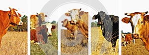 Panoramic cow set banner