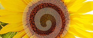 Panoramic crop of sunflower macro with detail and vibrant color