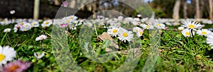 Panoramic of daisies