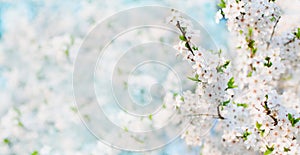 Panoramic Delicate Spring Nature cherry blossom background