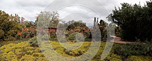 Panoramic desert garden path