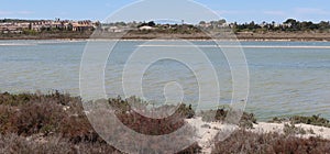 Panoramic with different types of birds in the lagoons of the Salinas del Pinet, La Marina, Alicante, Spain