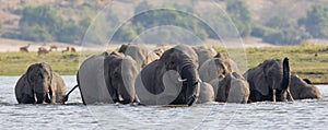 Panoramic elephant crossing in south Africa