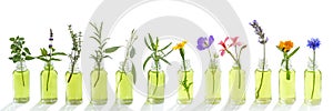 Panoramic essential oil flowers cornflower, eucalyptus, tarragon, geranium, geranium, lavender, mint, carnation turkey, oregano,