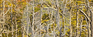Panoramic forest landscape, tierra del fuego, argentina photo