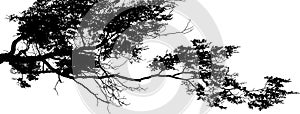 Panoramic forest tree detail isolated graphic