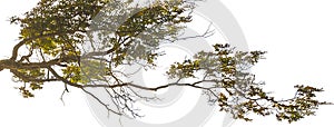 Panoramic forest tree detail isolated photo