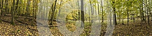 Panoramic Forrest