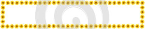 Panoramic frame of sunflower flowers on isolated white background. View from above.