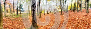 Panoramic of a golden autumn forest