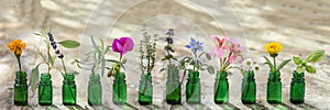 Panoramic green essential oil bottle, and flowers cornflower, geranium, lavender, mint, oregano, rosemary, marigold, thyme, basil